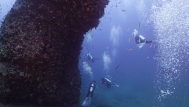 Several scuba divers explore an underwater rock formation teeming with small fish. Bubbles rise from the divers' breathing apparatus, and the water is a clear, vibrant blue.