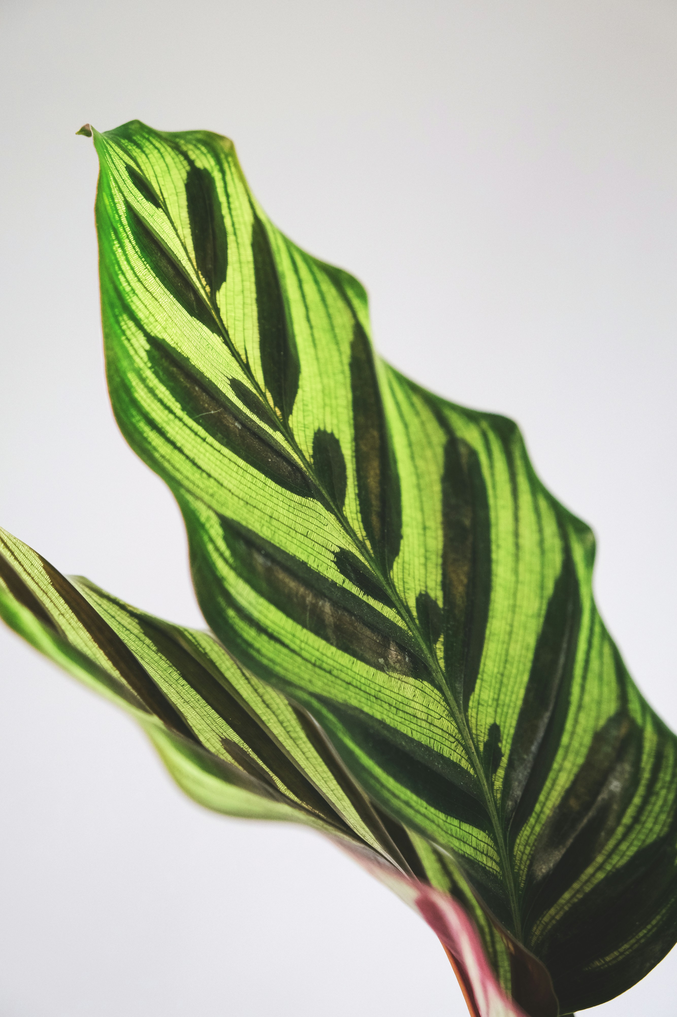 Photo by feeypflanzen