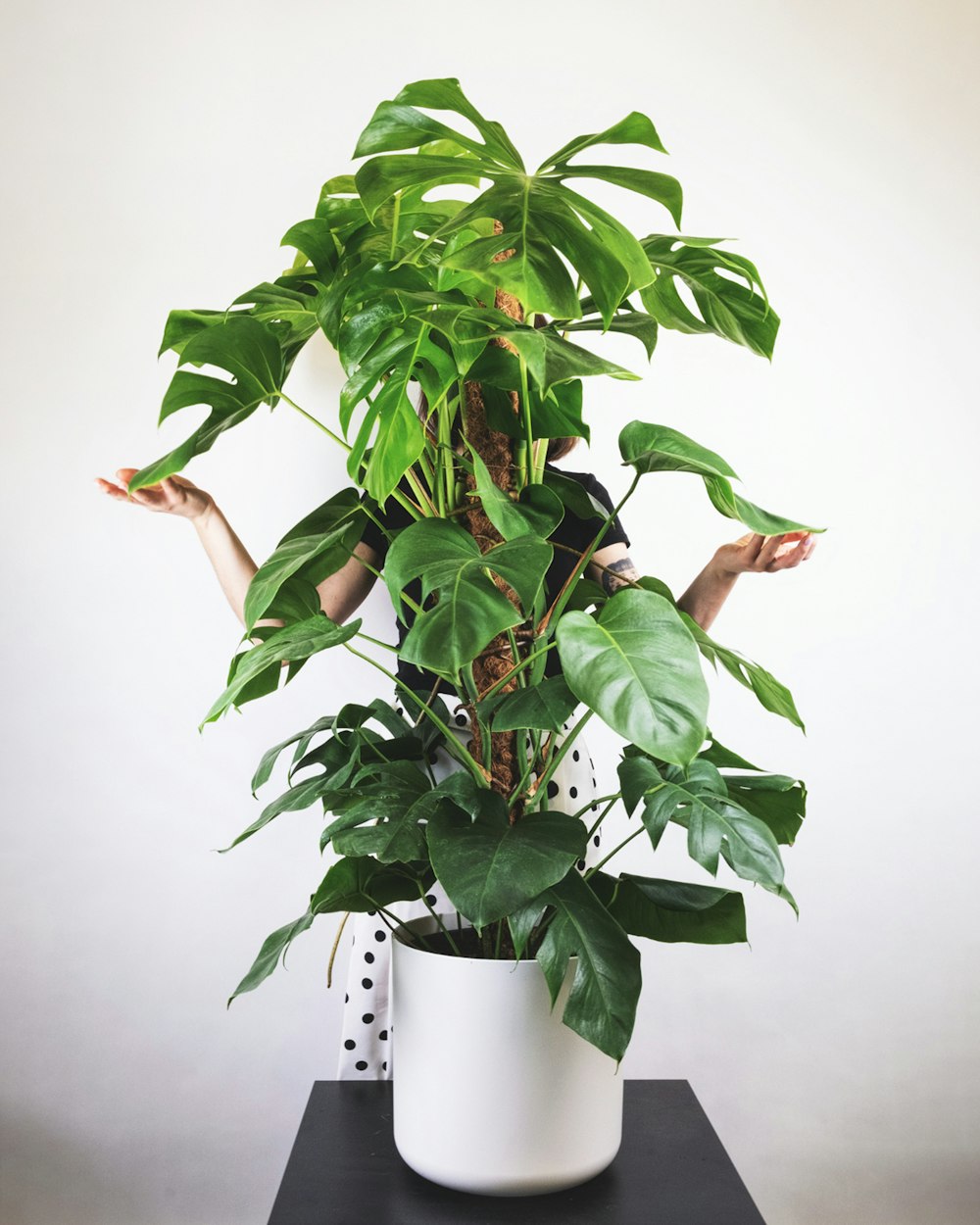 Planta verde en maceta de cerámica blanca