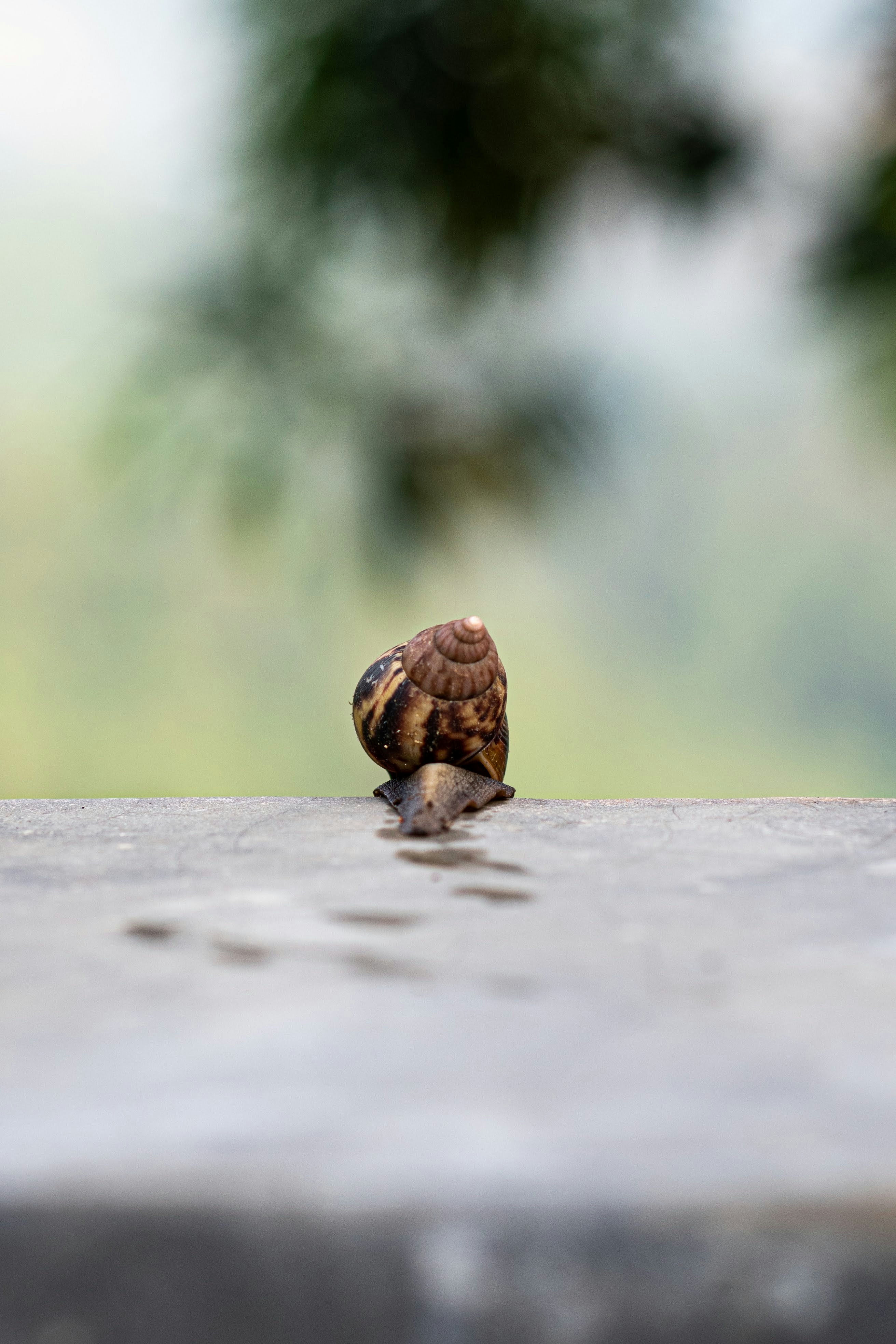 灰色のコンクリート表面に茶色のカタツムリの写真 Unsplashで見つけるカタツムリの無料写真