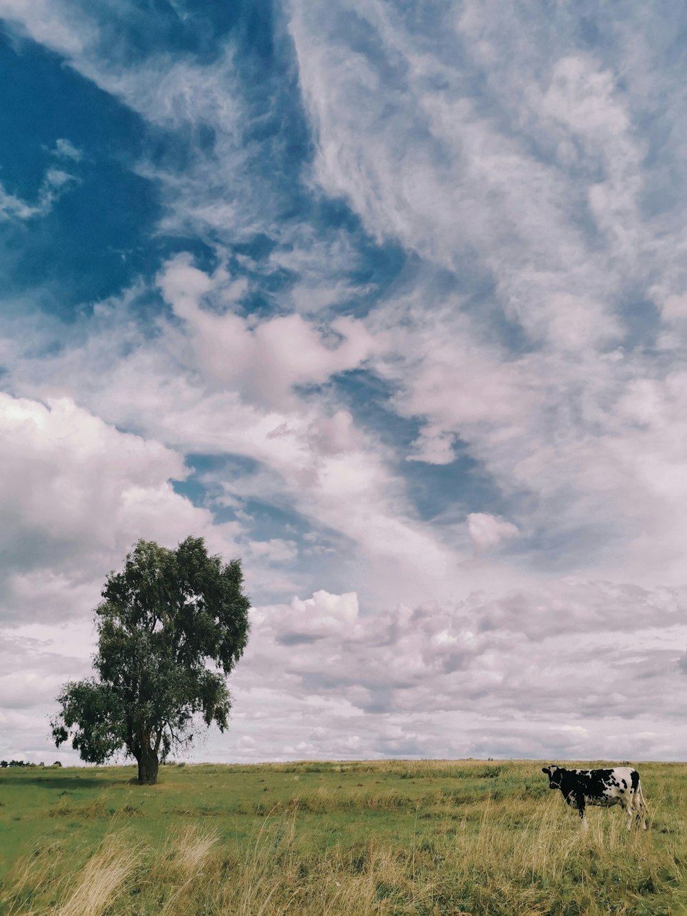 green tree under white clouds and blue sky during daytime