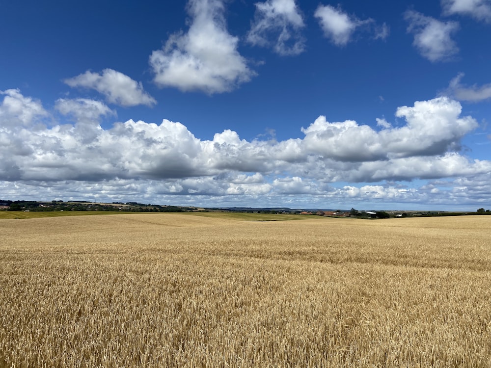 brown grass field under blue sky and white clouds during daytime