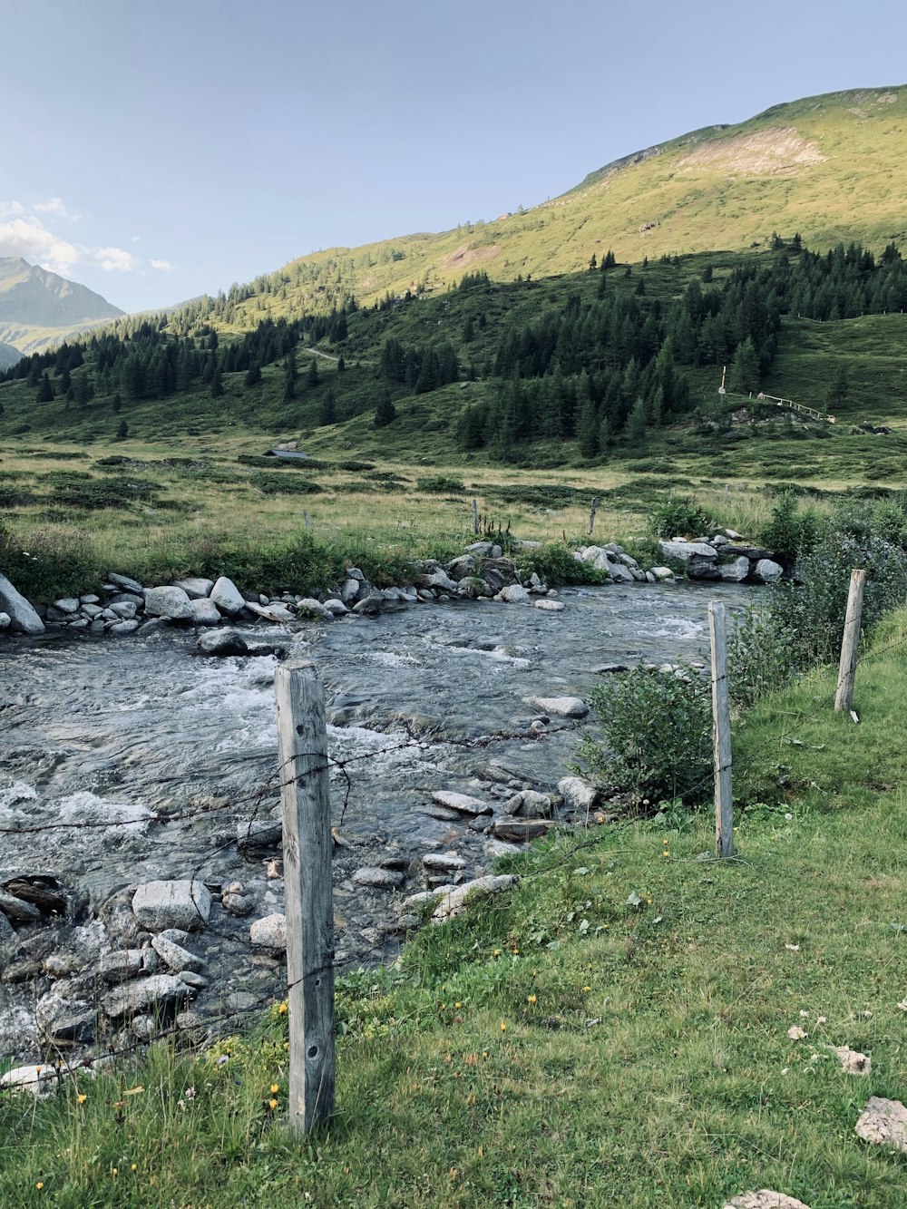 Grünes Grasfeld und Bäume tagsüber