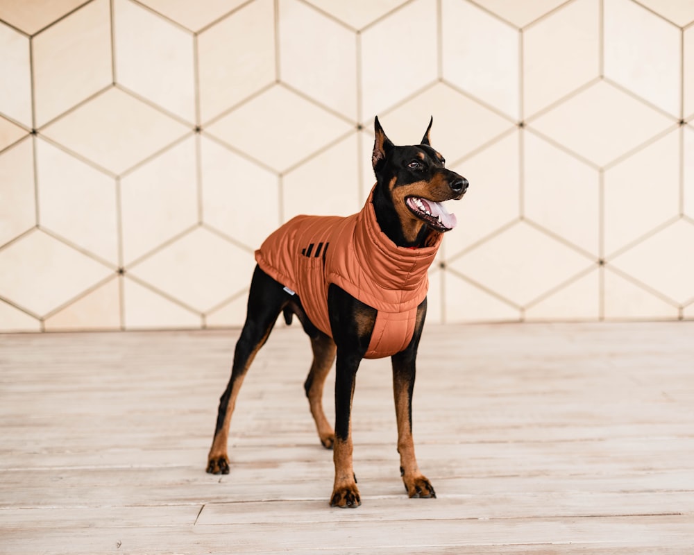 black and tan short coat medium dog jumping