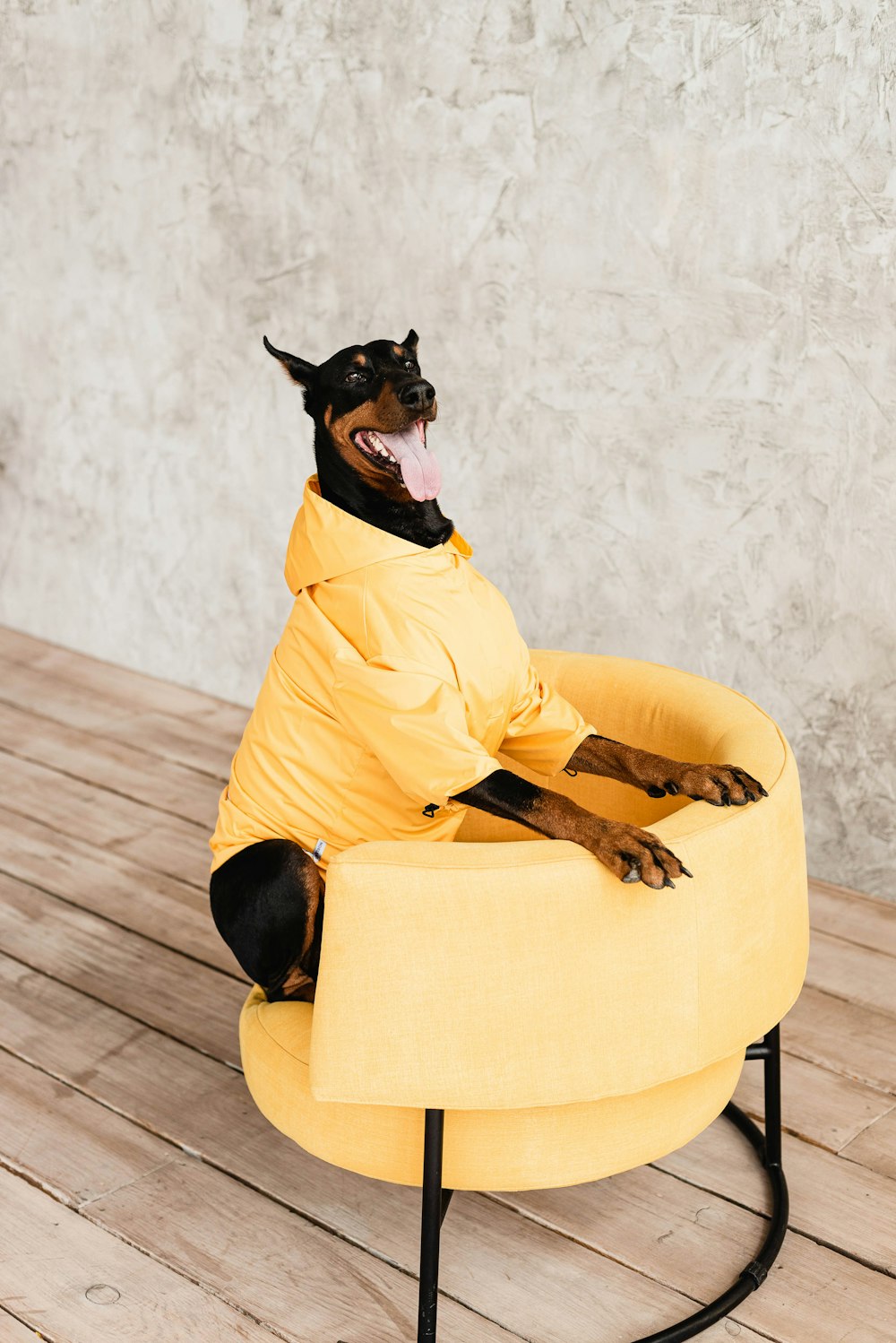 black and tan miniature pinscher on yellow sofa chair