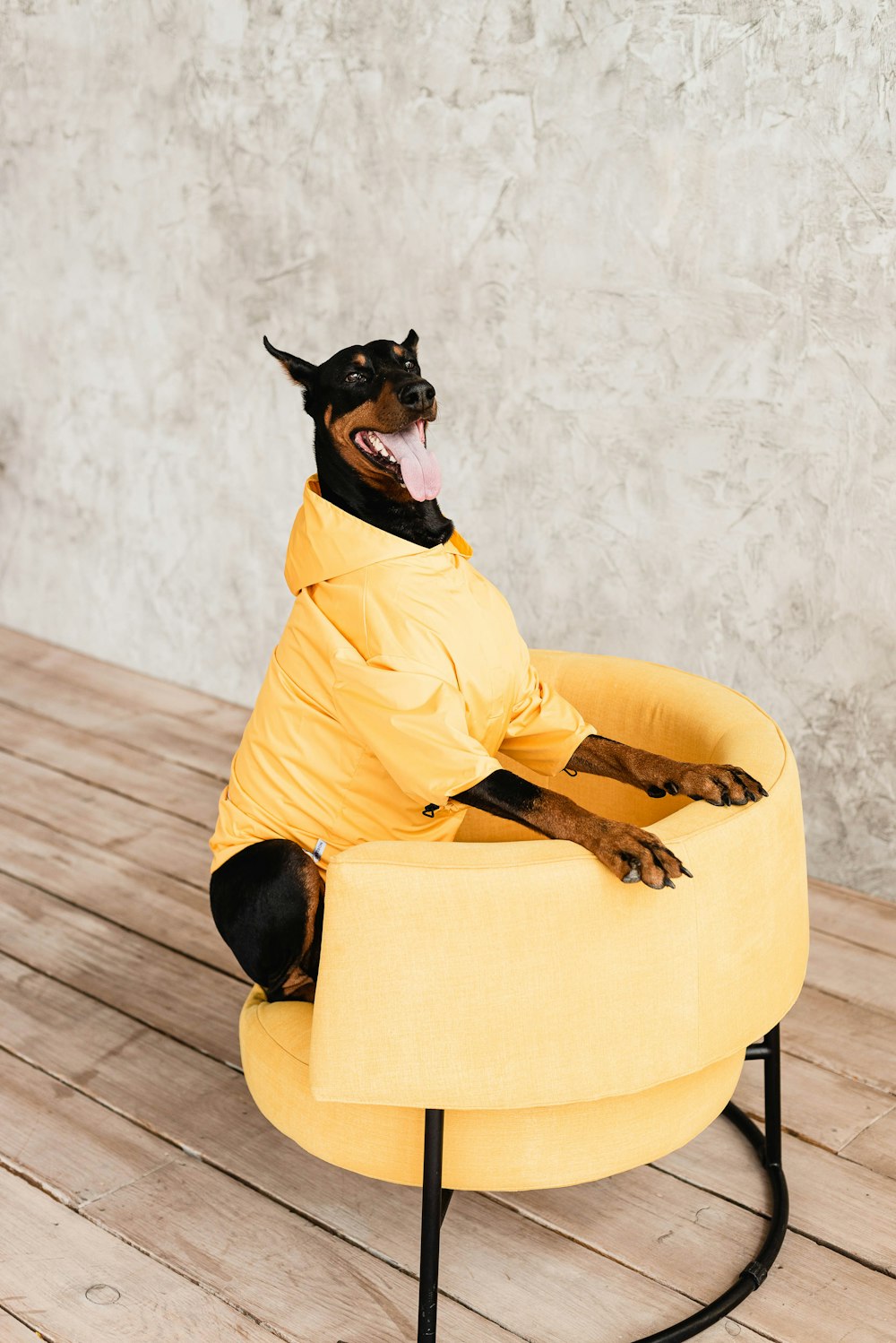 Pinscher miniature noir et beige sur fauteuil de canapé jaune