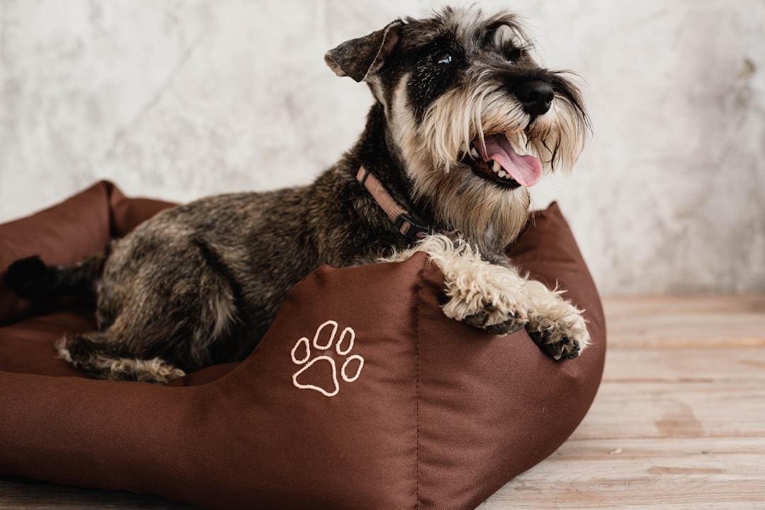 black and white miniature schnauzer on red leather sofa