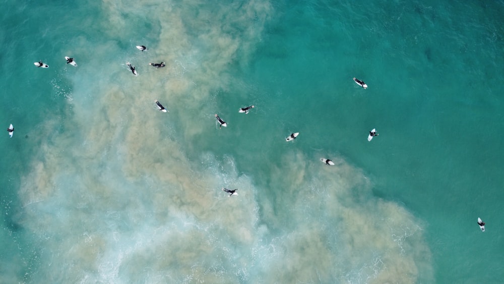 aerial view of people swimming on sea during daytime