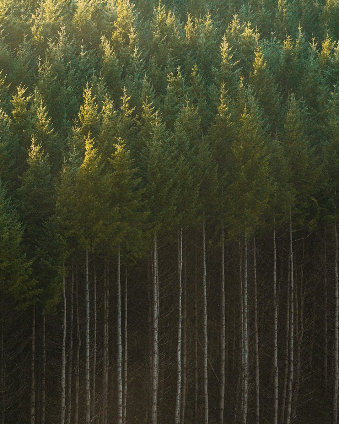 Forest photo spot Southland New Zealand