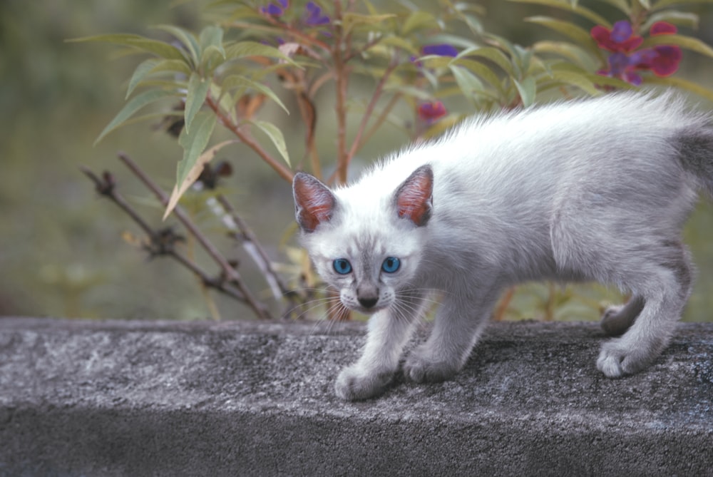 white cat on gray concrete surface