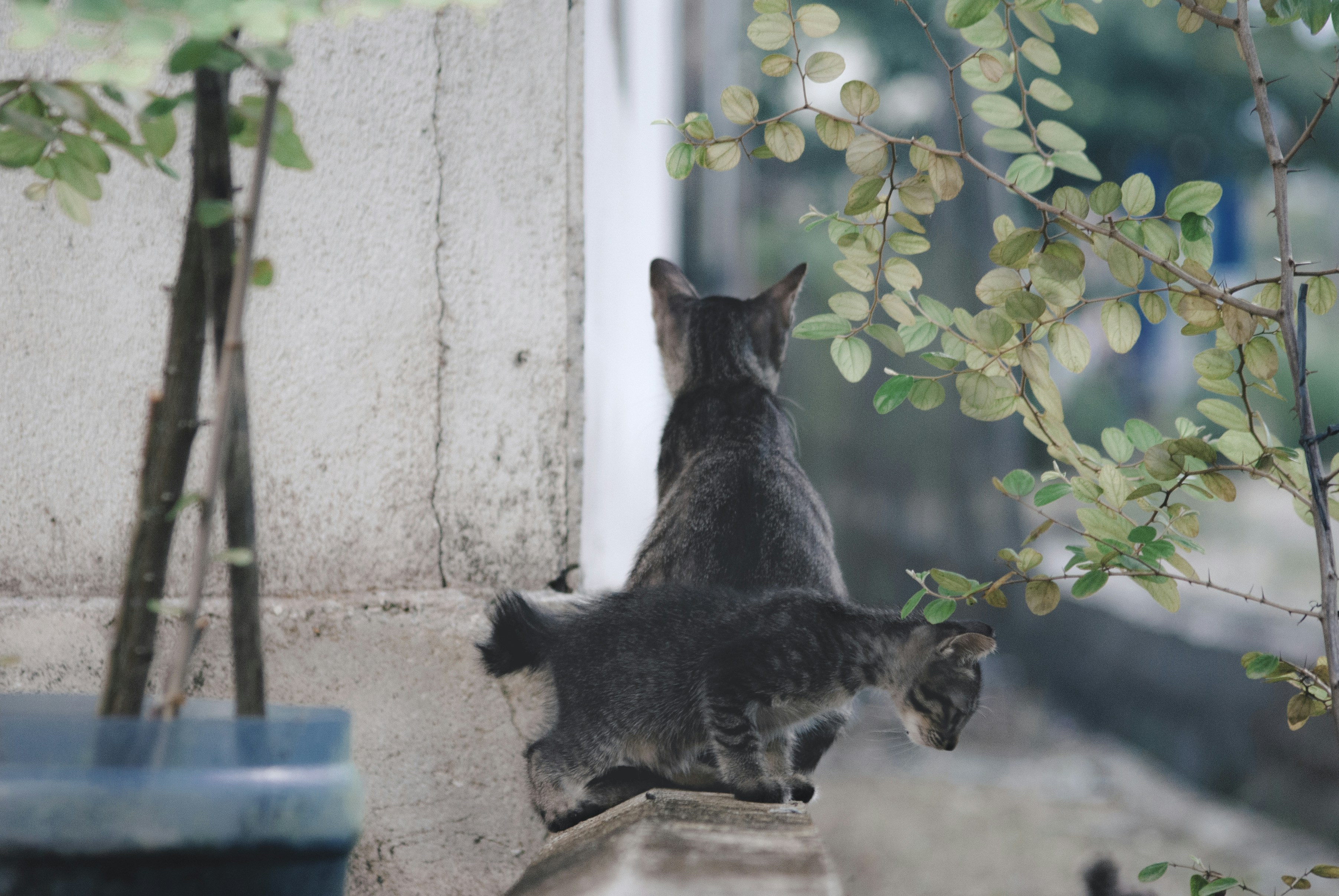 black and white cat on gray concrete wall