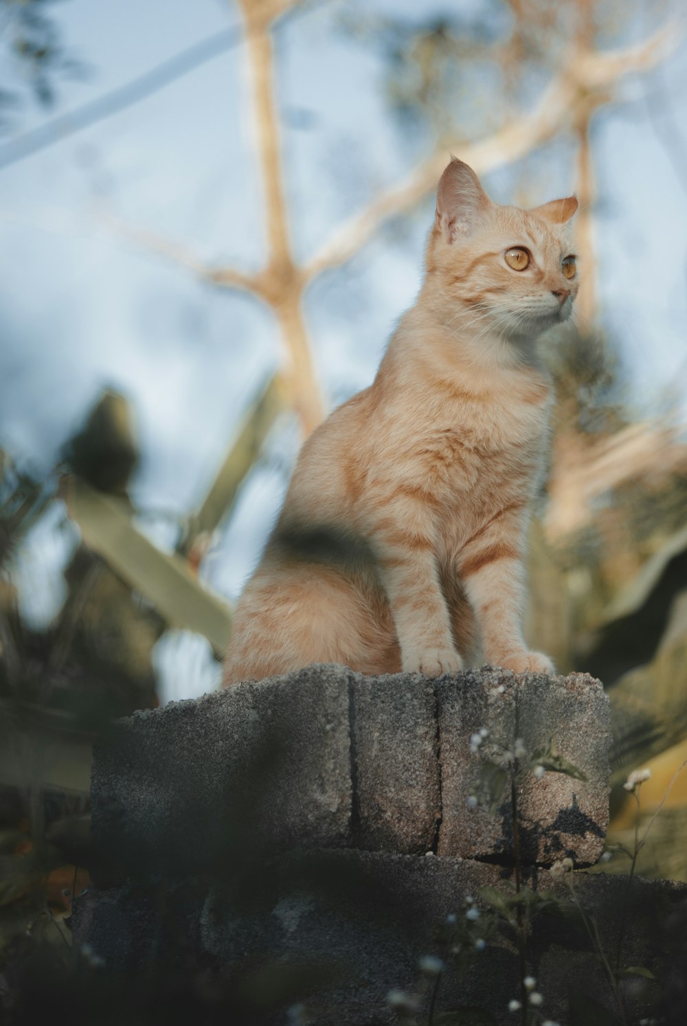 orange tabby cat on brown tree trunk