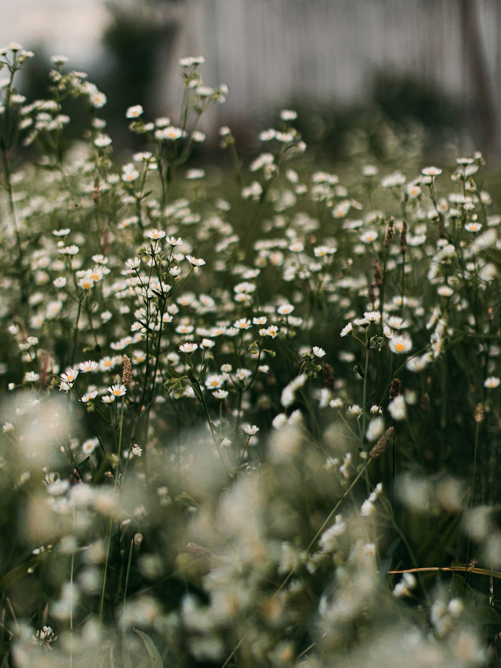 white flowers with green leaves