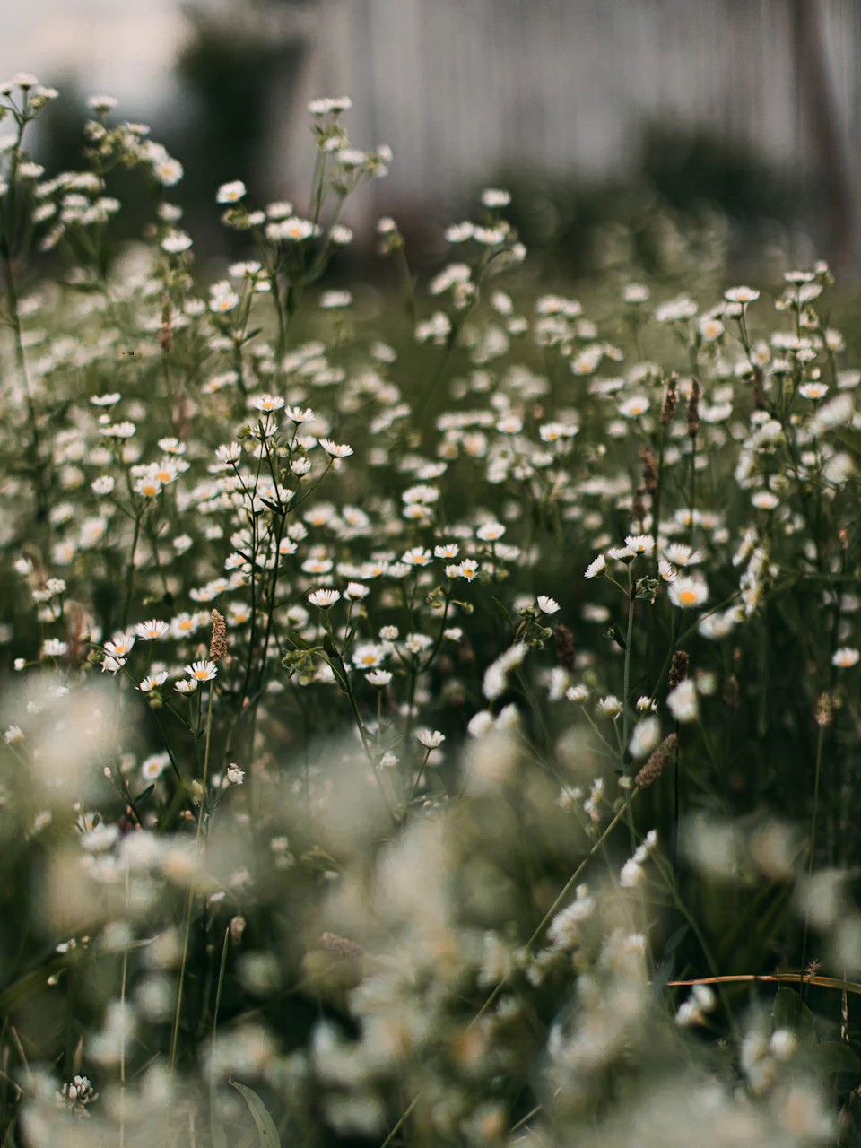Field of white daisies scattered in varying distances for depth and visual interest