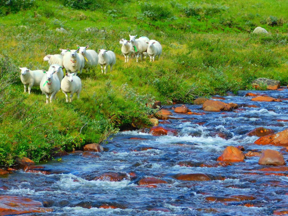 white sheep on green grass field during daytime