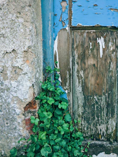Close-up of peeling paint and textured wood on a vintage door framed by ivy.