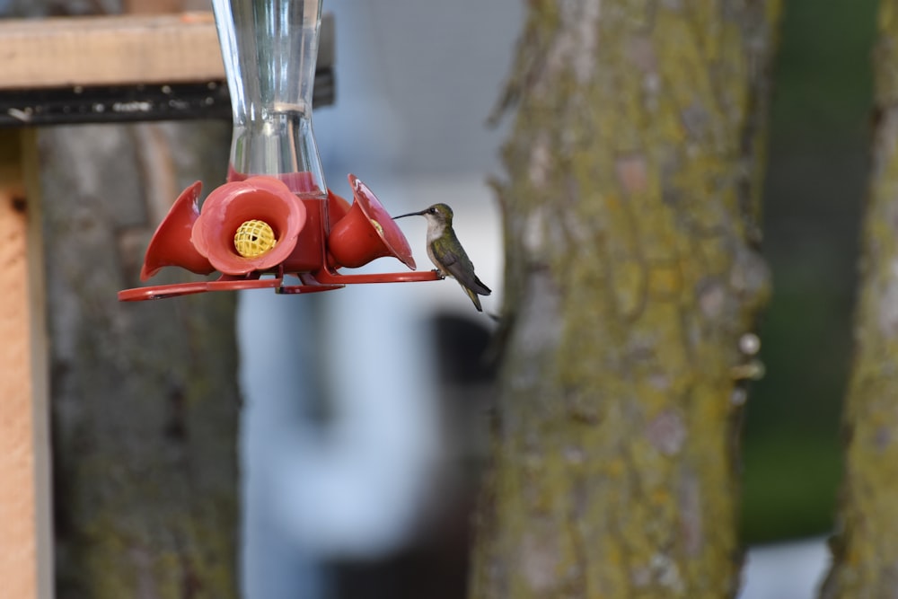 red and green bird feeder