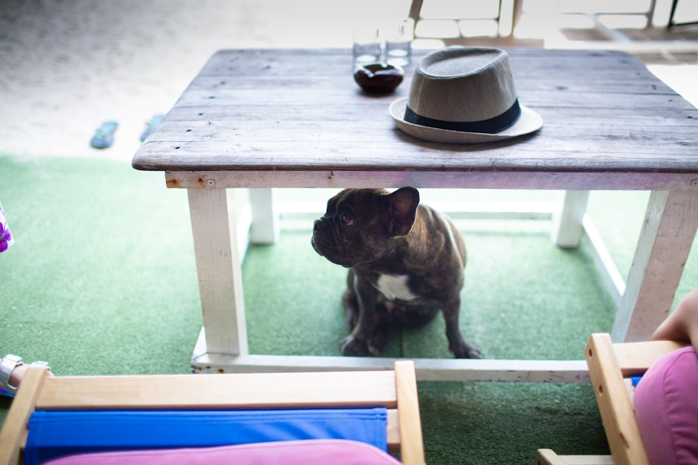 brown and white short coated dog on brown wooden table