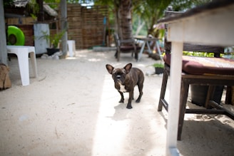 A small dog with dark fur stands on a sandy surface in an outdoor setting. Nearby are a white plastic chair, a wooden chair, and a wooden table with cushions. Behind the dog, there is a lush green environment with potted plants and a tree. A green inflatable ring is partially visible in the background.