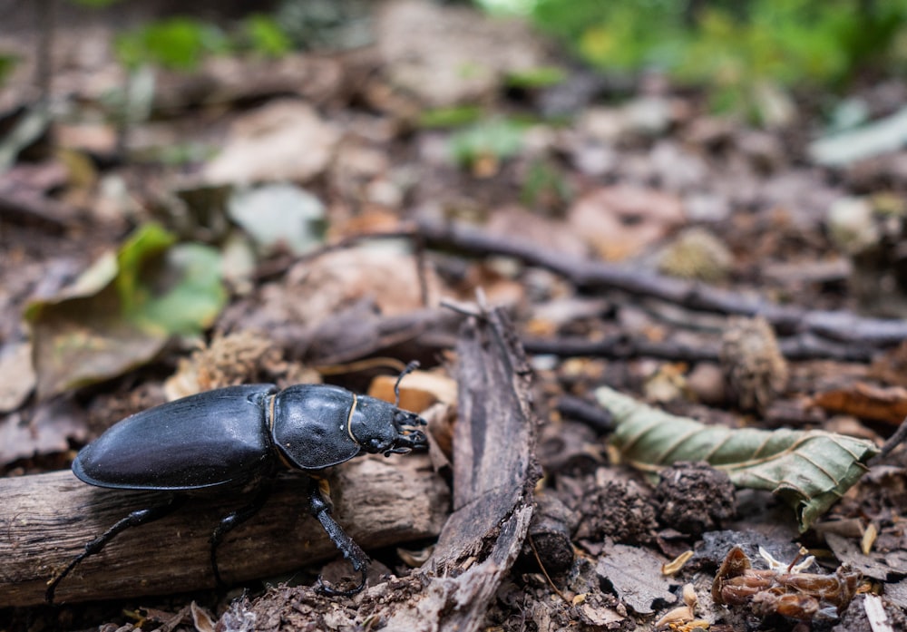 black beetle on brown wood log during daytime