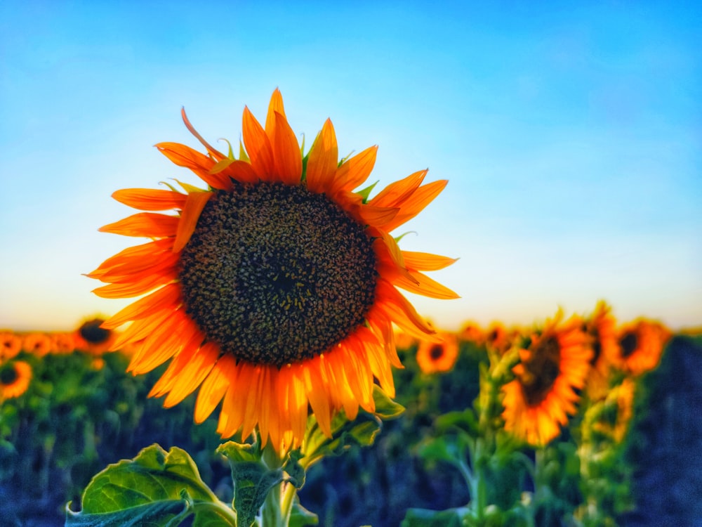 sunflower field under blue sky during daytime