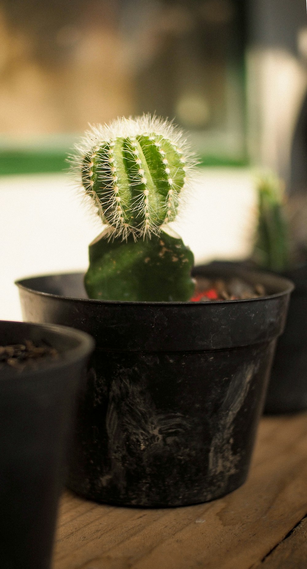 green plant in black pot