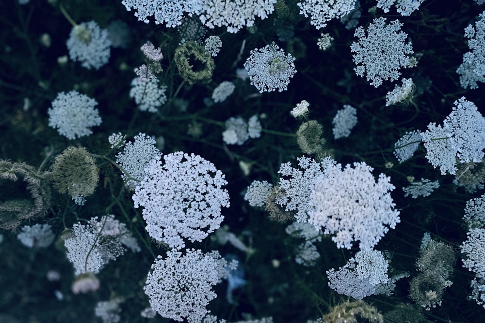 white flowers in tilt shift lens