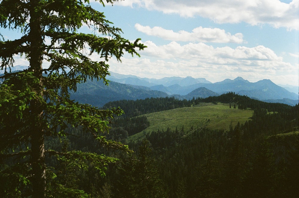 green trees on mountain under white clouds during daytime