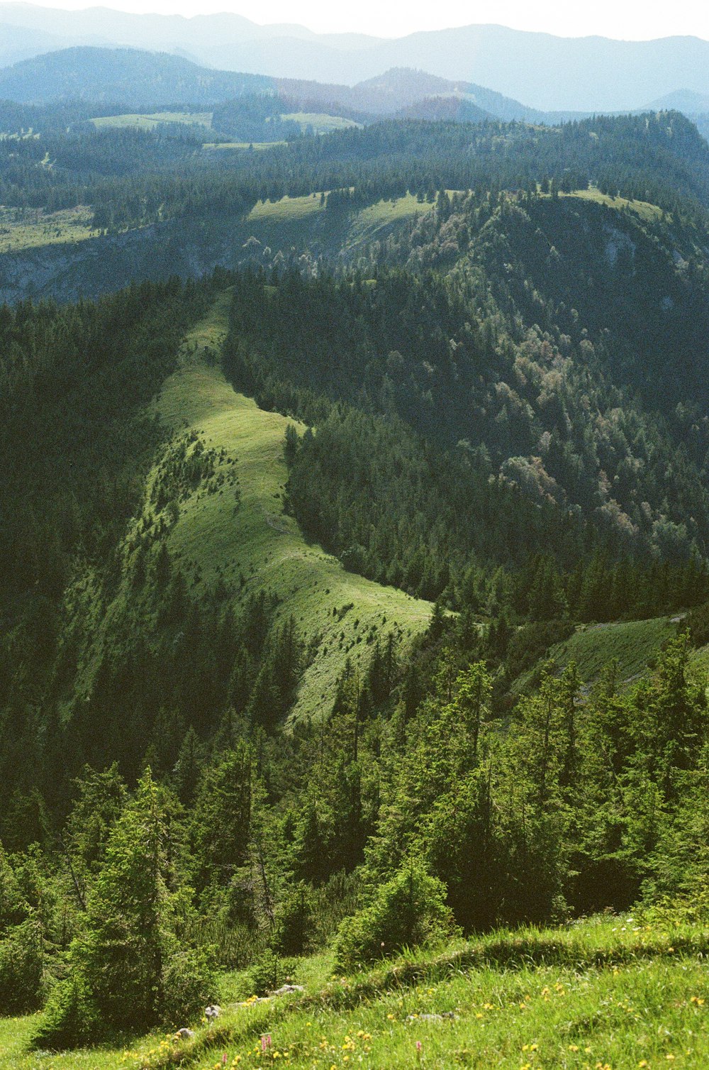 green trees on mountain during daytime