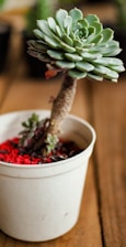 A succulent plant with green rosette-shaped leaves grows in a white pot filled with red gravel. The plant has a thick, brown stem. The background is blurred but suggests an indoor setting with other plants.