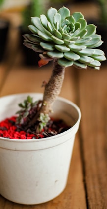 A succulent plant with green rosette-shaped leaves grows in a white pot filled with red gravel. The plant has a thick, brown stem. The background is blurred but suggests an indoor setting with other plants.