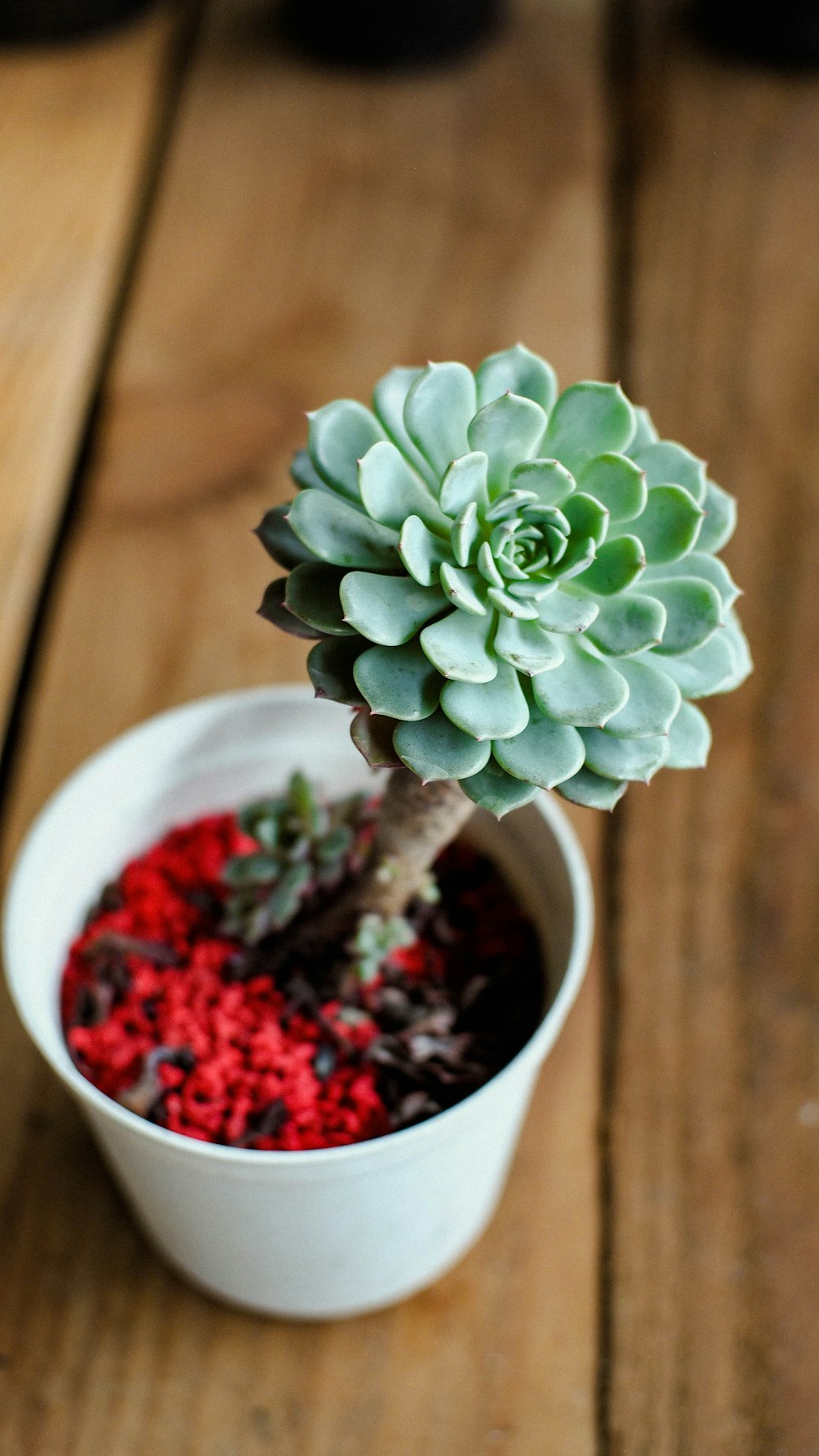 green succulent plant in white ceramic pot