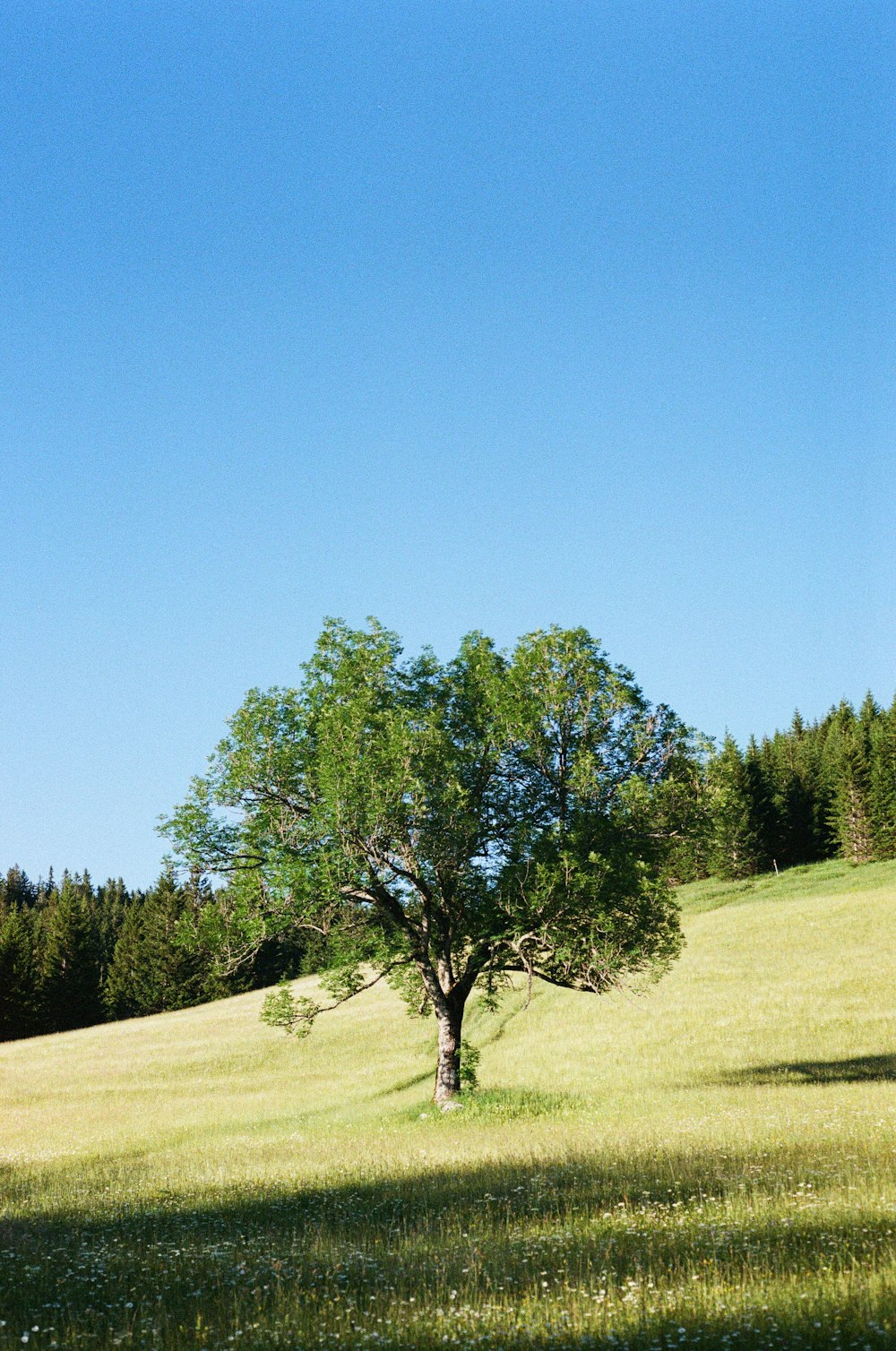 green tree on brown field under blue sky during daytime