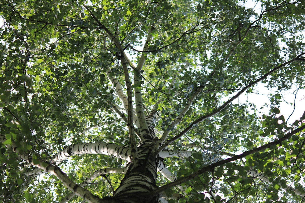 low angle photography of green leaf tree during daytime