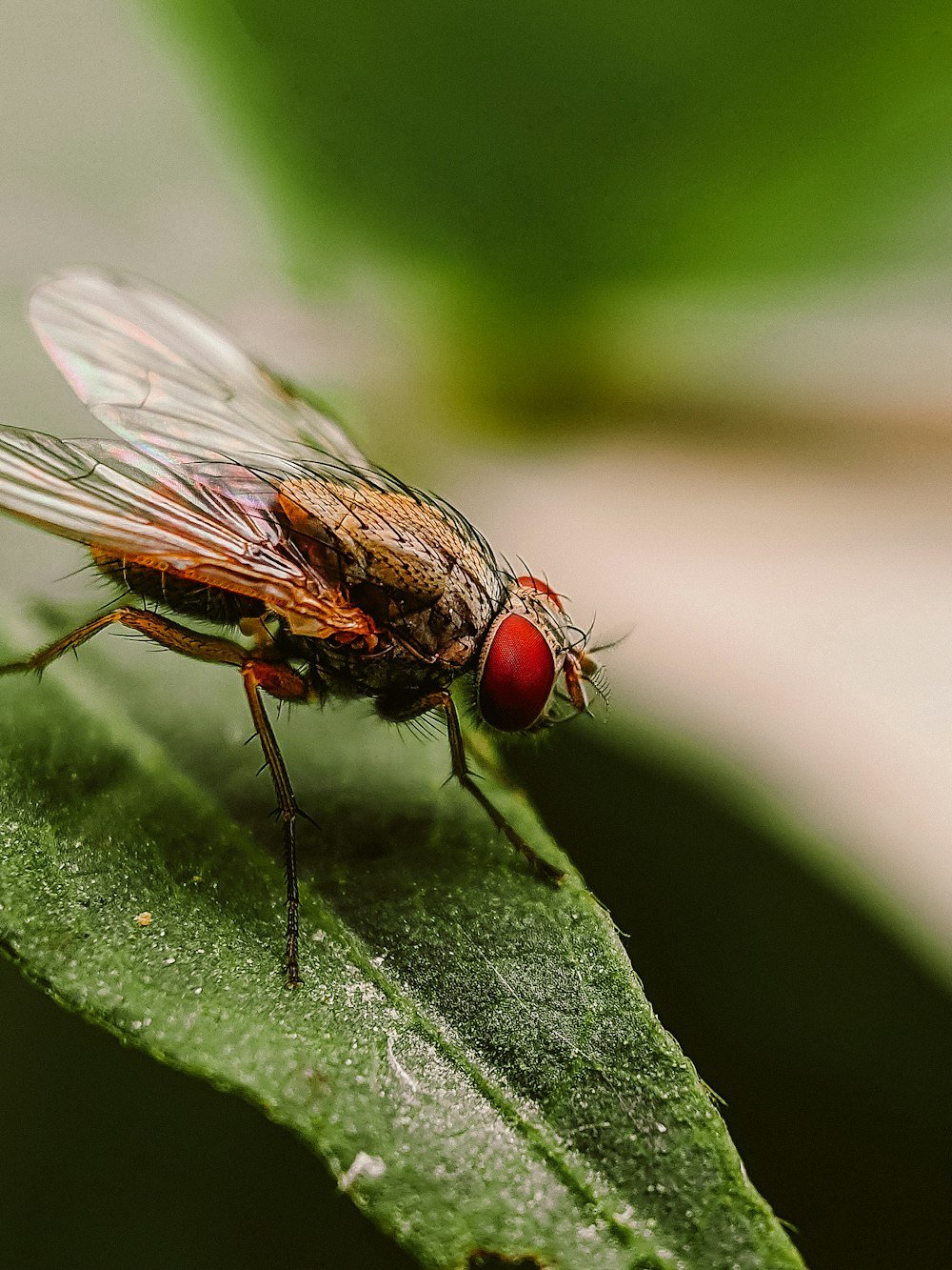 black and red fly perched on green leaf in close up photography during daytime