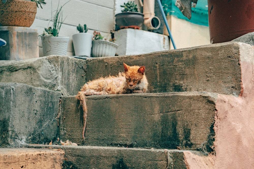 orange tabby cat lying on concrete wall during daytime