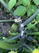 Zucchini plants flourishing under controlled polyhouse conditions.