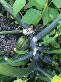 Zucchini plants flourishing under controlled polyhouse conditions.