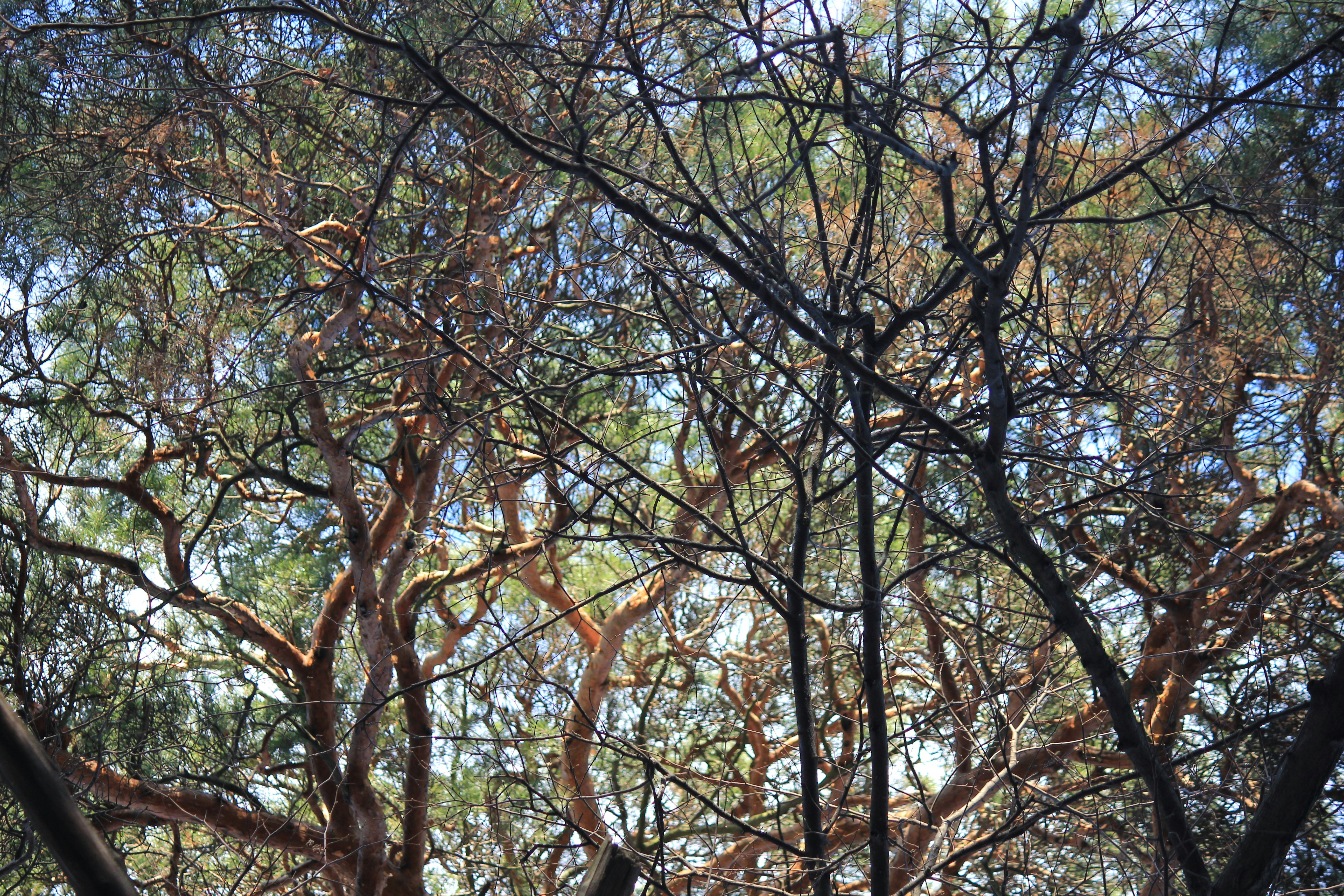 branches