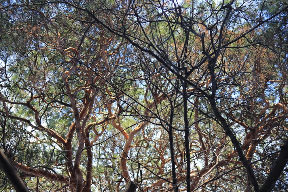 brown and green trees under blue sky during daytime