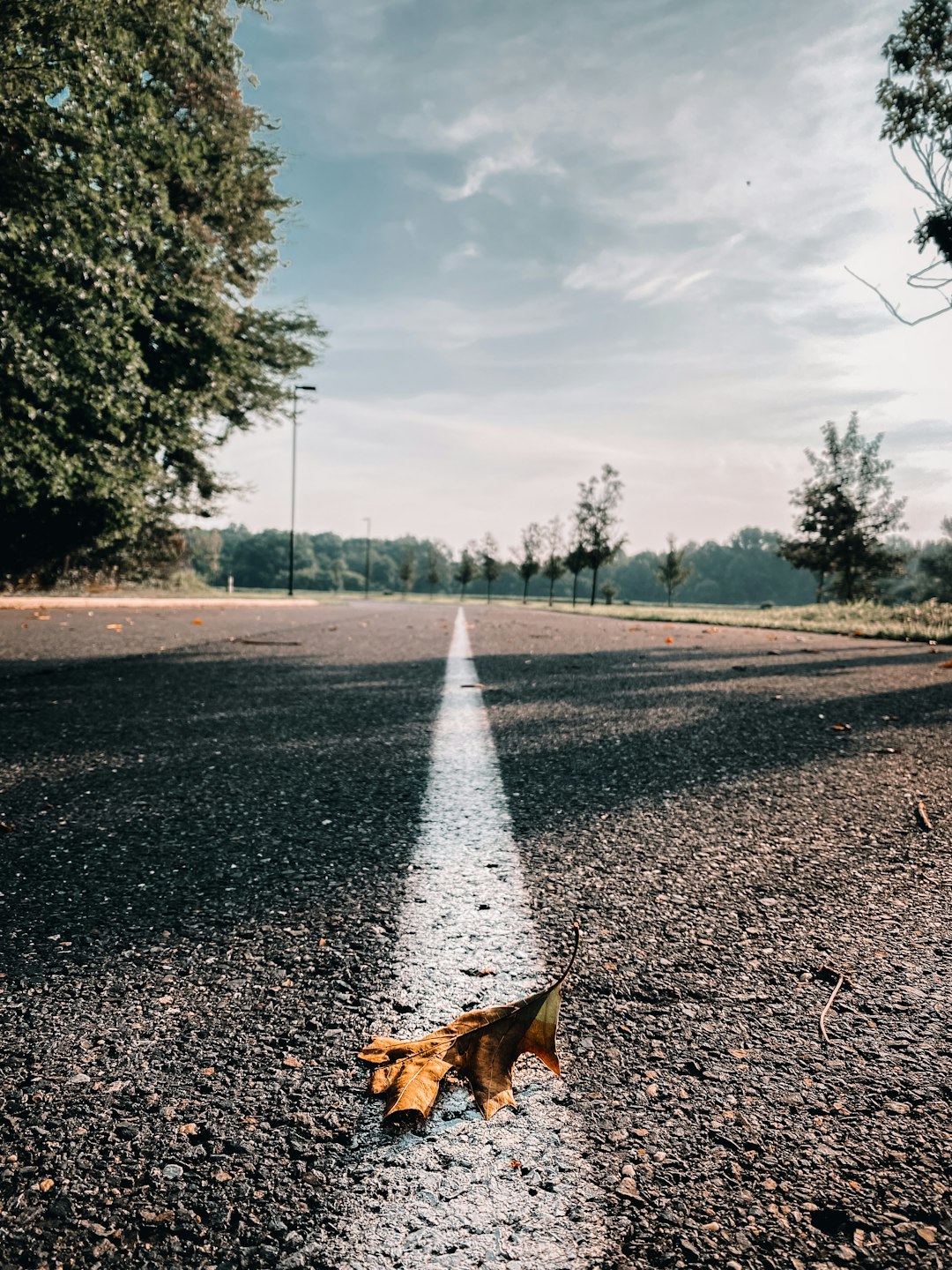 brown dog on road during daytime