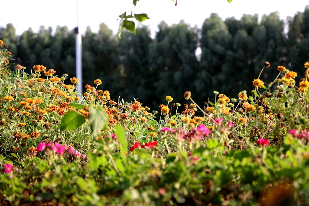 pink and yellow flowers during daytime