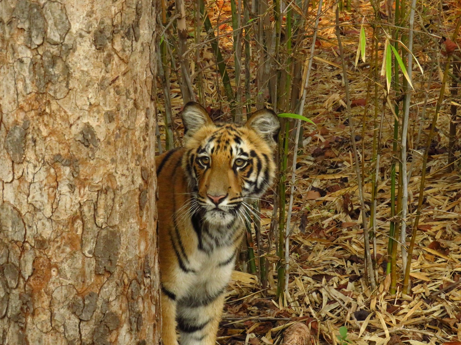 Tadoba Tiger Reserve Photography Guide: Maharashtra's Year-Round Cat Park — wildlife photography article cover