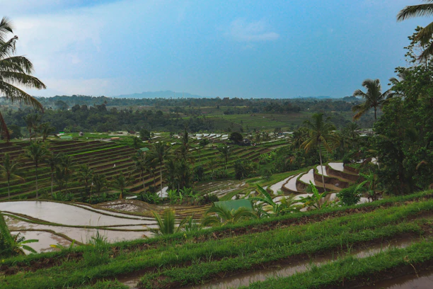 Lush green rice terraces with a small group exploring under a bright blue sky.