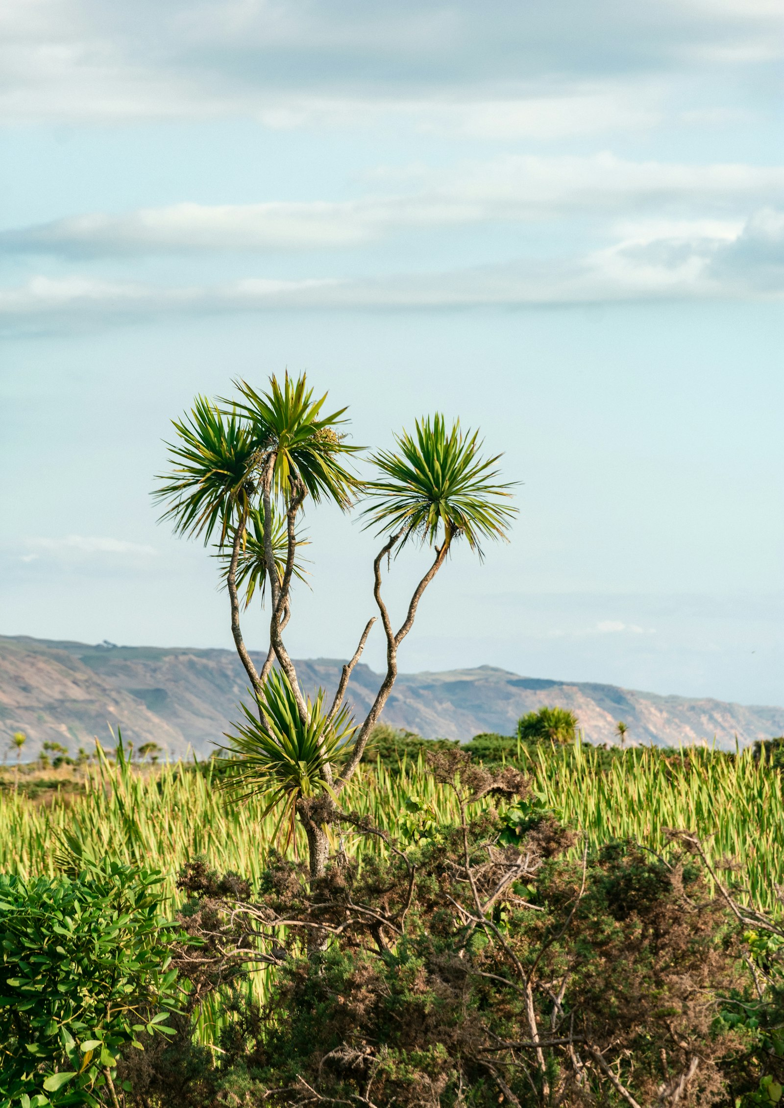 Nikon D3400 + Nikon AF-S DX Nikkor 18-105mm F3.5-5.6G ED VR sample photo. Green palm tree on photography