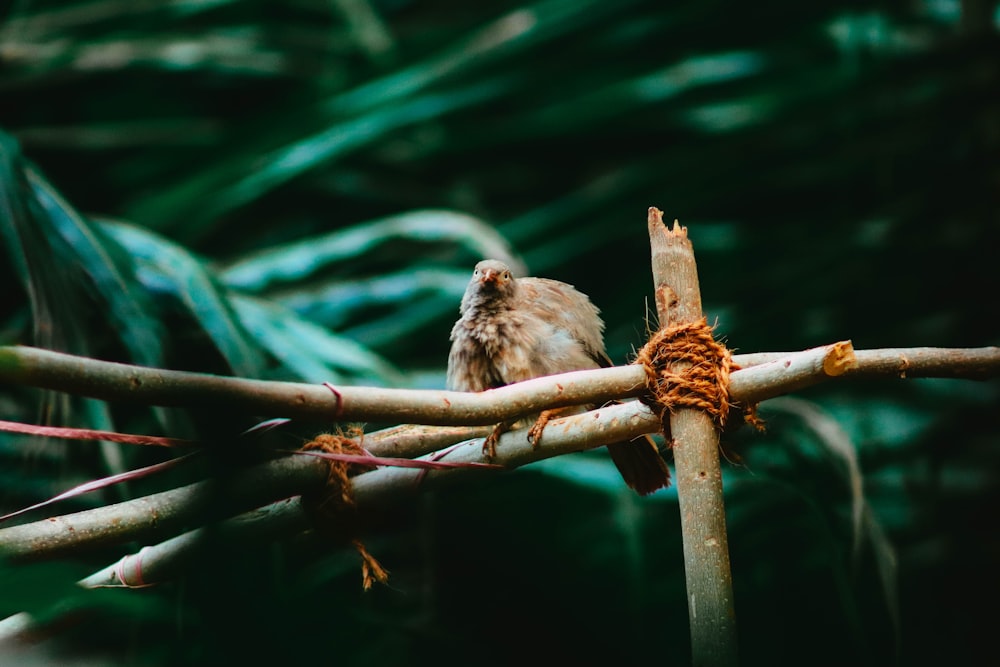 brown bird on brown tree branch