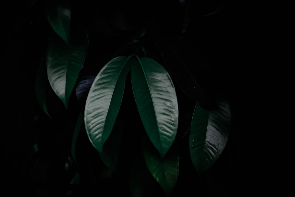 green leaves in dark room