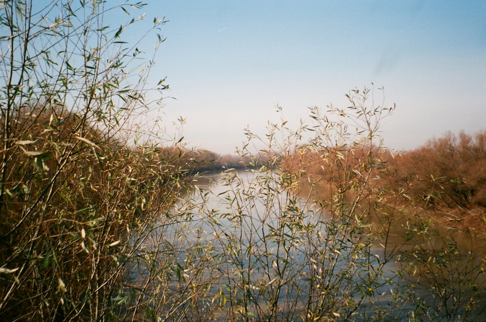 green grass near lake during daytime