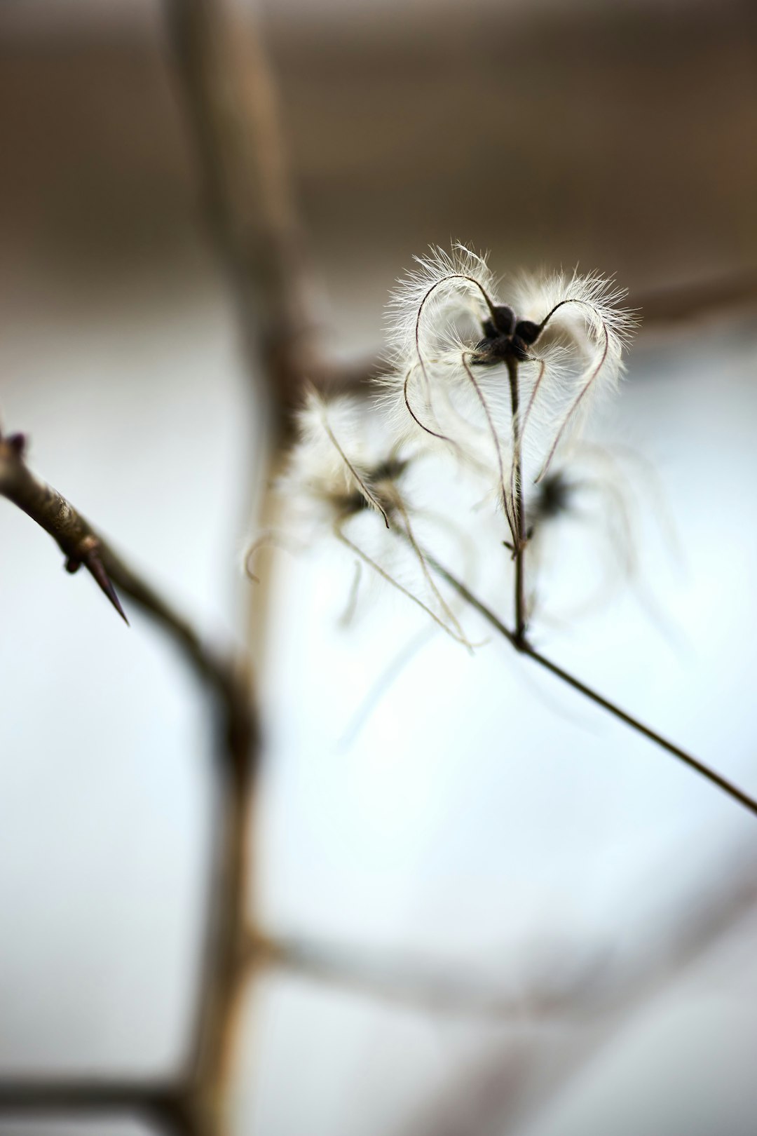 white and black flower in tilt shift lens