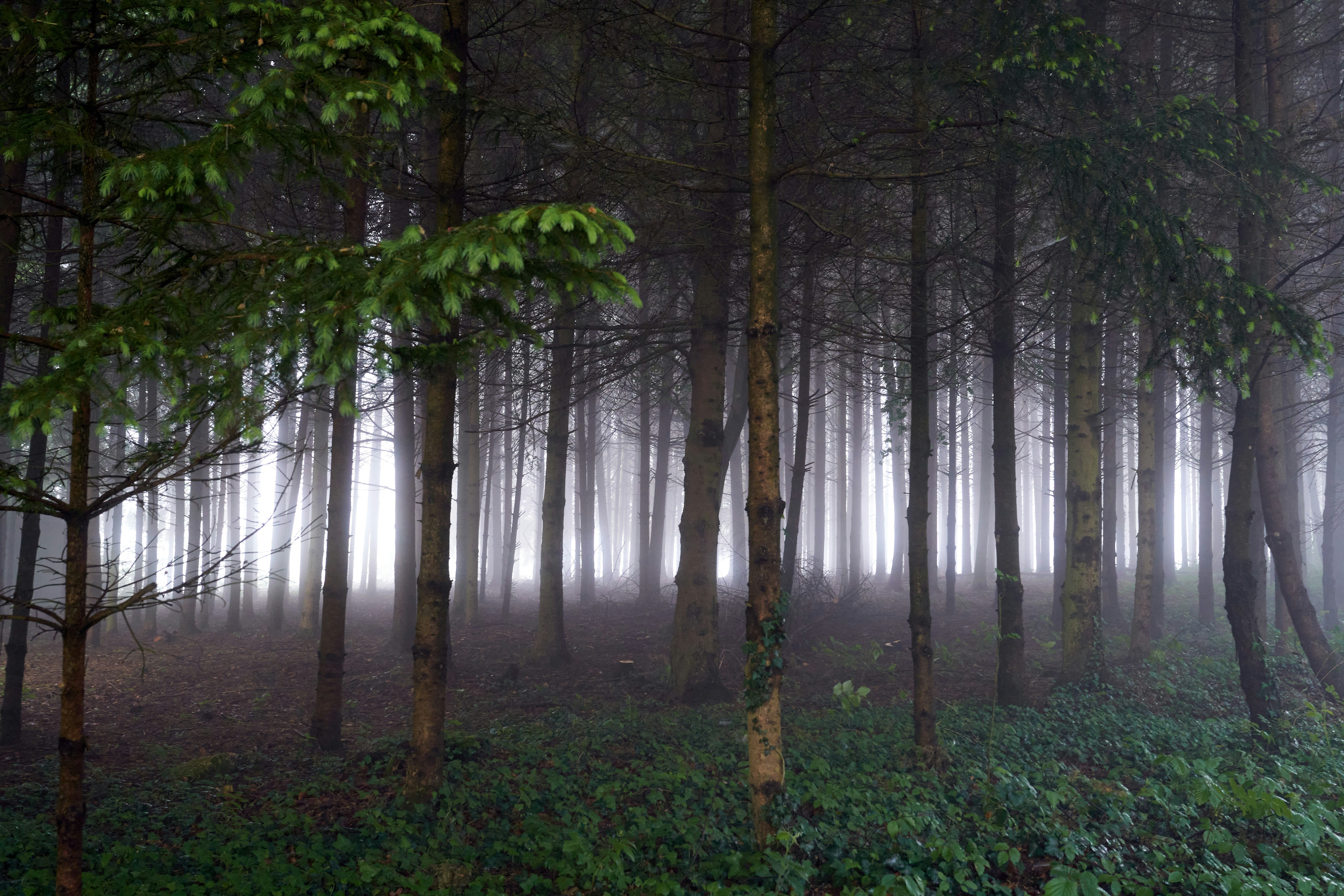 Photo by wolfgang_hasselmann